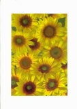 Transparentpapier, Motiv Sonnenblumen