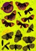 3D-Stanzbogen Schmetterlinge