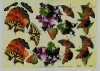 3D-Bogen, geprgt - Motiv Schmetterlingswelt IV