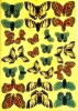 3D-Stanzbogen Schmetterlinge