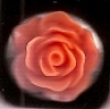 Click Button Druckknopf - orange Rose