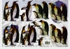 3D-Bogen, geprgt - Motiv Die Welt der Pinguine