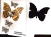Passepartoutkarte fr die Irisfalttechnik - Schmetterling