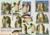3D-Bogen, geprgt - Motiv Pinguine II