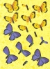 3D-Stanzbogen - Schmetterlinge
